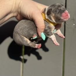 Breeze (yellow) - Blue female Pembroke Welsh Corgi puppy in East Oakdale, California from Rhettro Kennels