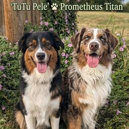 Australian Shepherd puppies from Firelight Australian Shepherds