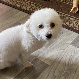 Daisy - Bichon Frise
