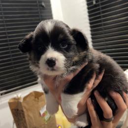 Moose Tracks - Black and tan male American Corgi puppy in Waltham, Maine from Downeast Corgis