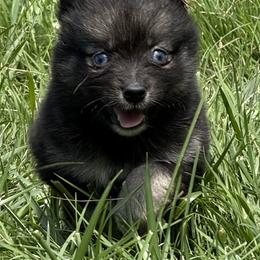 Girl 3 - Gray and white female Pomsky puppy in Tennessee from Hudson’s Huskies & Pomskies