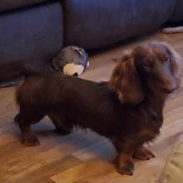 Tito - Dachshund