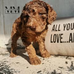 Double Doodle and Morkie Puppies from McCormack Morkies + Merle Doodles