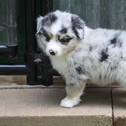 Steve - Blue merle male Miniature Australian Shepherd puppy in South Branch, Michigan from Ross Ranch Mini and Standard Aussie's