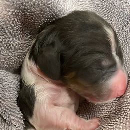 Solo - Black and cream Dachshund puppy in Spanish Fork, Utah from Veronica's Dachshunds