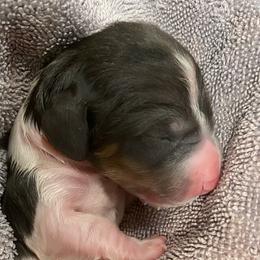 Solo - Black and cream Dachshund puppy in Spanish Fork, Utah from Veronica's Dachshunds