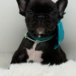 Gemma - Brindle female French Bulldog puppy in Largo, Florida from Big Daddy Frenchies