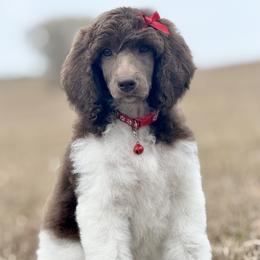 Miss Red Collar - Parti female Poodle puppy in Screven, Georgia from Dreamland Standard Poodles