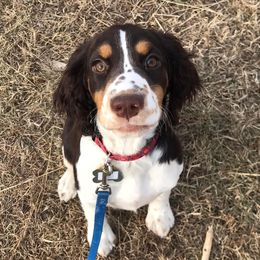 Birdy - English Springer Spaniel