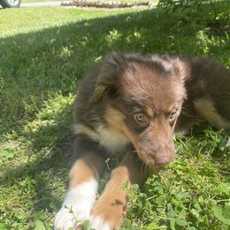 “Robin” - Red Australian Shepherd puppy in Yadkinville, North Carolina from Gold Leaf Farm & Kennels
