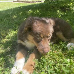 “Robin” - Red Australian Shepherd puppy in Yadkinville, North Carolina from Gold Leaf Farm & Kennels
