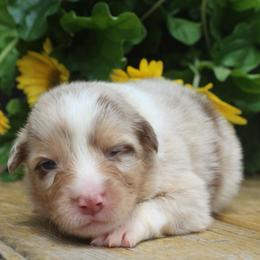 Queen of Hearts - Red merle female Australian Shepherd puppy in Star City, Arkansas from Blush & Lace Aussie Co.