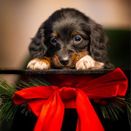 Boy 1 - Black and tan male Dachshund puppy in Amesbury, Massachusetts from Fox Hill Farm & K9