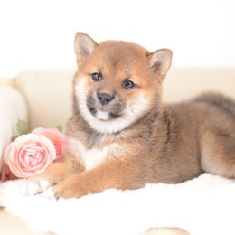 Anji - Red Girl 🩷 - Red female Shiba Inu puppy in Neosho, Missouri from Sunny Terrace Shibas