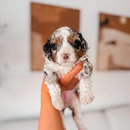 Lena - Tri-color female Bernedoodle puppy in Cold Spring, Minnesota from A.N.A. Doodles