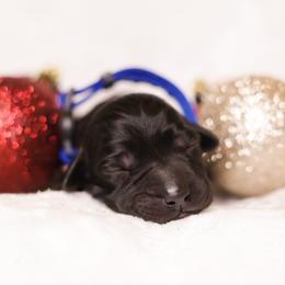 Labrador Retriever Puppies from AGL Retrievers