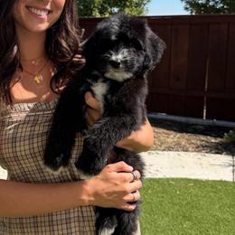 Charles - Black and white male Bernedoodle puppy in Yuba City, California from Ranch House Doodles