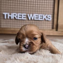 Sage - Ruby male Cavalier King Charles Spaniel puppy in Wildomar, California from Enchanted Rose Cavaliers