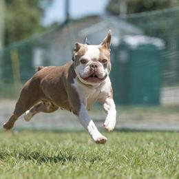 Sailor - Boston Terrier