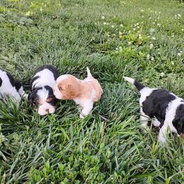 Cavalier King Charles Spaniel Puppies from Apple Blossom Cavaliers