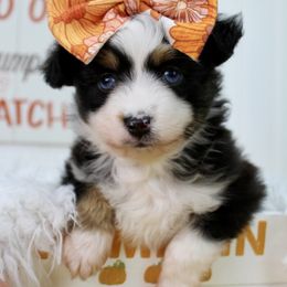 Pebble - Black tri female Miniature Australian Shepherd puppy in Buchanan, Georgia from Stanleyville Farm Mini Aussies