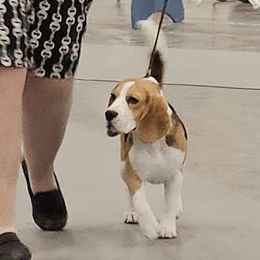 Thumper - Beagle