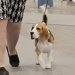 Thumper - Beagle