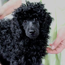 Beagles, Poodles, and Portuguese Podengo Pequenos from DK's Pups