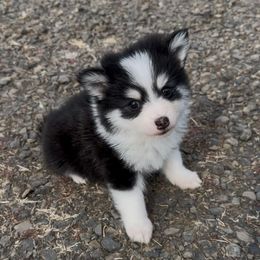 Vegas - Black female Pomsky puppy in Mc Minnville, Oregon from West Coast Pomskies