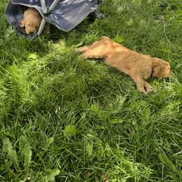 Golden Retriever Puppies from Thousand Lake Retrievers