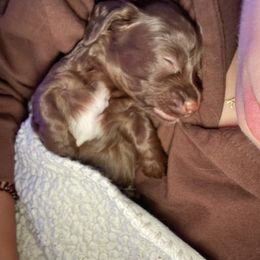 Dachshund Puppies from TS Dachshunds