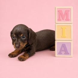 Mia - Chocolate and tan female Dachshund puppy in Augusta, Georgia from Cherokee Hill Dachshunds