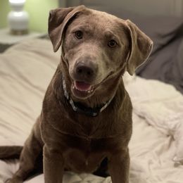 Stella - Dilute Retriever