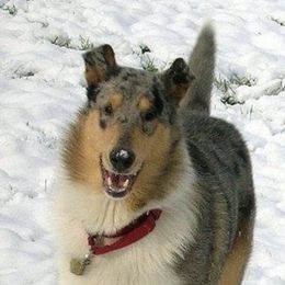 Collies from Blu Moon Collies