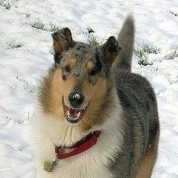 Collies from Blu Moon Collies