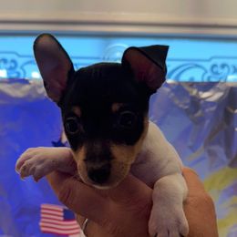 Ginny Pup 2-A - White black and tan male Toy Fox Terrier puppy in Clermont, Florida from Debbie Hiles's Toy Fox Terriers