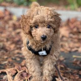 Goldendoodles from Doodles Delight PNW