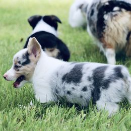American Corgi and Pembroke Welsh Corgi Puppies from Elk Ridge Corgis