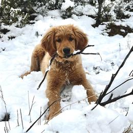 Golden Retrievers from Enchanted Valley Goldens