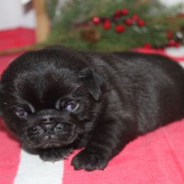 Radar - Black male Pug puppy in Tuscola, Illinois from Dream on puppies