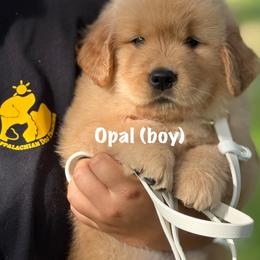 Opal - Golden female Golden Retriever puppy in Mills River, North Carolina from Appalachian Dog Training LLC