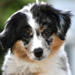 Australian Shepherd and Miniature American Shepherd Puppies from Bright Heart Aussies & Miniature American Shepherds