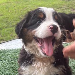 Bernese Mountain Dog Puppies from Emma-Mada's Old Thyme Berners