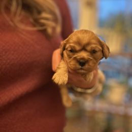 Female - Ruby female Cavalier King Charles Spaniel puppy in Watkinsville, Georgia from Cavaliers of Windsor