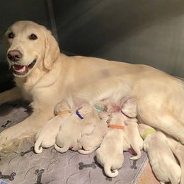Golden Retriever Puppies from Lowcountry Goldens