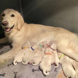 Golden Retriever Puppies from Lowcountry Goldens