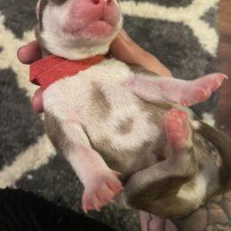 Siberian Husky Puppies from Alexandra's Siberian Huskies