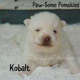 Kobalt - White female Pomsky puppy in Krum, Texas from Paw-Some Pomskies