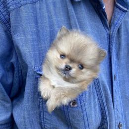Teacup (Rare Micro Pom) - Blue and tan male Pomeranian puppy in Citrus Heights, California from Yev and Marina's Pomeranians (AKC)