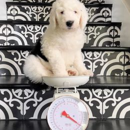 Sheepadoodle Puppies from Narrow Path Puppies